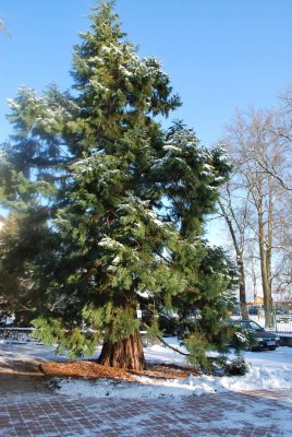 Sequoiadendron giganteum - sekvojovec obrovský - habitus